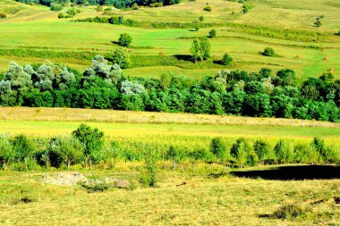 Romanya 'nın Transilvanya ovalarındaki tipik kırsal alan. Yazın ortasında, güneşli bir günde yeşil bir manzara.