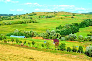 Romanya 'nın Transilvanya ovalarındaki tipik kırsal alan. Yazın ortasında, güneşli bir günde yeşil bir manzara.