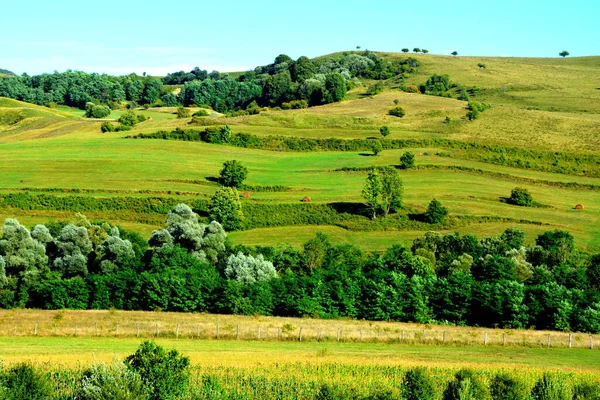 Typická Venkovská Krajina Rovinách Transylvánie Rumunsko Zelená Krajina Uprostřed Léta — Stock fotografie