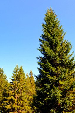 Bucegi Massif, Carpathian Bend Dağları, Transilvanya, Romanya 'da. Büyük bir yapısal ve morfolojik karmaşıklığa sahip olan Bucegi Massif doğal bir kale olarak görünüyor..