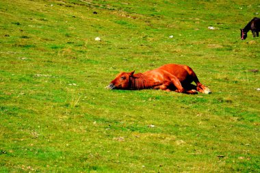 Bucegi Massif 'teki at, Carpathian Bend Dağları, Transilvanya, Romanya. Büyük yapısal ve morfolojik karmaşıklığa sahip olan Bucegi Massif doğal bir kale gibi görünüyor..