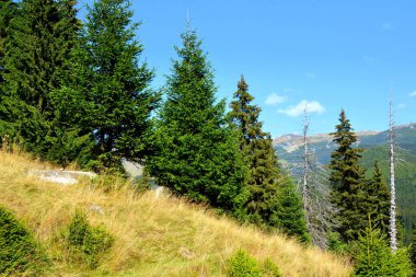 Büyük yapısal ve morfolojik karmaşıklığa sahip olan Bucegi Massif, güçlü kayalıklar tarafından desteklenen ve 1600-2500 metrede asılı duran doğal bir kale gibi görünüyor..