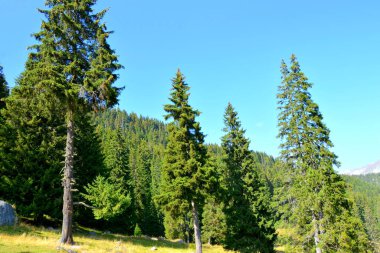 Büyük yapısal ve morfolojik karmaşıklığa sahip olan Bucegi Massif, güçlü kayalıklar tarafından desteklenen ve 1600-2500 metrede asılı duran doğal bir kale gibi görünüyor..