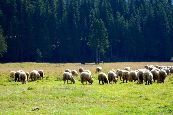 Manada Ovelhas Bucegi Maciço Carpathian Bend Mountains Transilvânia România Sendo — Fotografia de Stock