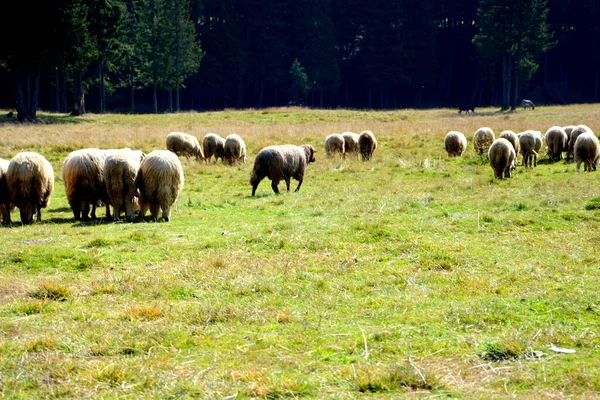 Herd Van Schapen Bucegi Massif Karpaten Bend Mountains Transsylvanië Roemenië — Stockfoto