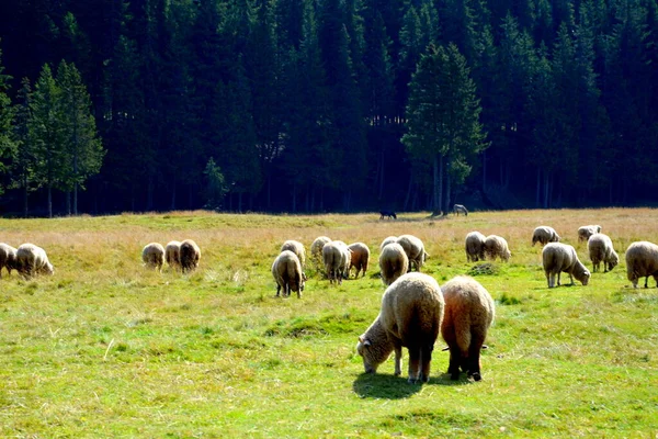 Herd Van Schapen Bucegi Massif Karpaten Bend Mountains Transsylvanië Roemenië — Stockfoto