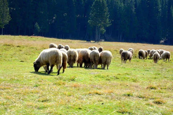 Manada Ovelhas Embucegi Maciço Carpathian Bend Mountains Transilvânia România Sendo — Fotografia de Stock
