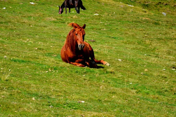 Cheval Dans Massif Bucegi Dans Les Carpates Transylvanie Roumanie Etant — Photo