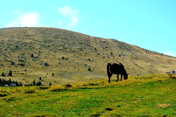Caballo Macizo Bucegi Las Montañas Curva Los Cárpatos Transilvania Rumania —  Fotos de Stock