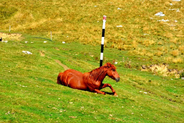 Cheval Dans Massif Bucegi Dans Les Carpates Transylvanie Roumanie Etant — Photo
