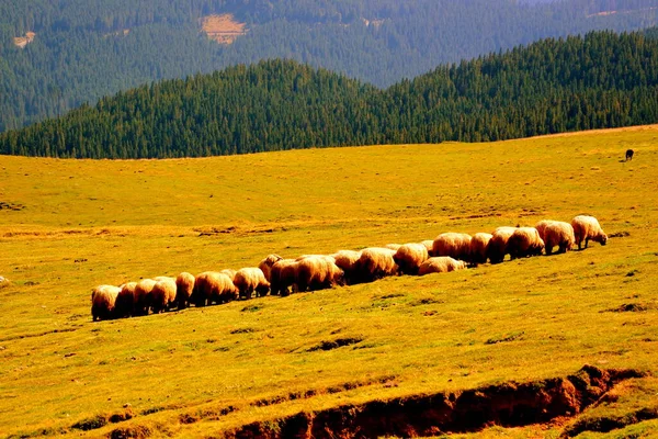 Omdat Het Bucegi Massief Een Grote Structurele Morfologische Complexiteit Heeft — Stockfoto