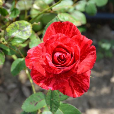 Gül. Yazın ortasında, güneşli bir günde bahçede güzel çiçekler. Yeşil manzara. 