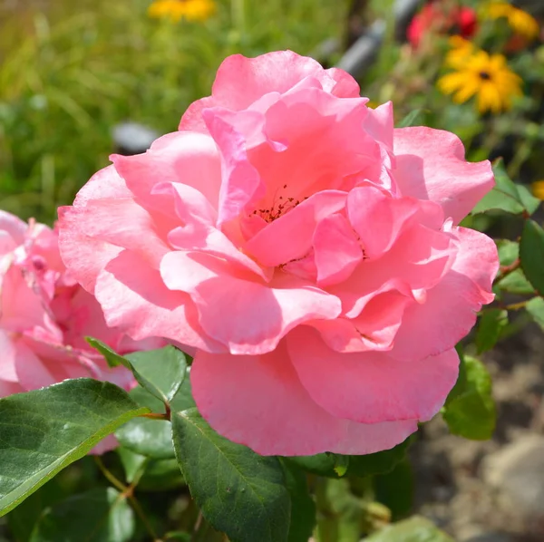 Rose Nice Flowers Garden Midsummer Sunny Day Green Landscape — Stock Photo, Image