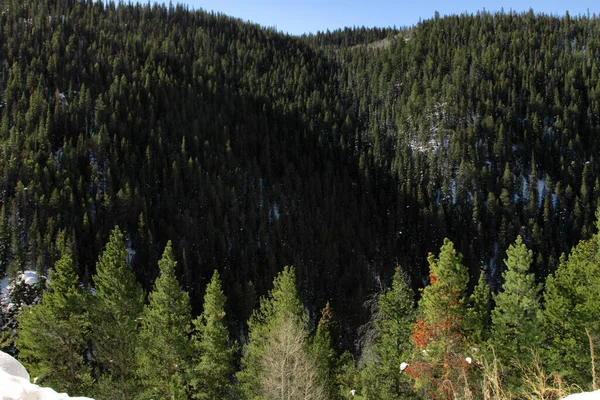 Uma Montanha Coberta Árvores Colorado — Fotografia de Stock