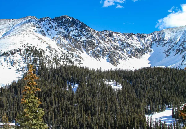 Vackra Snötäckta Bergen Colorado Massor Tallar Och Klarblå Himmel Med — Stockfoto
