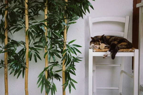 Cat sleeping on a bar stool by a bamboo plant