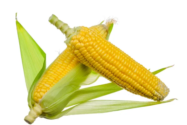 Fresh Corn Isolated White Background — Stock Photo, Image