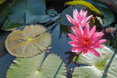 Suyun içindeki nilüfer çiçeği.