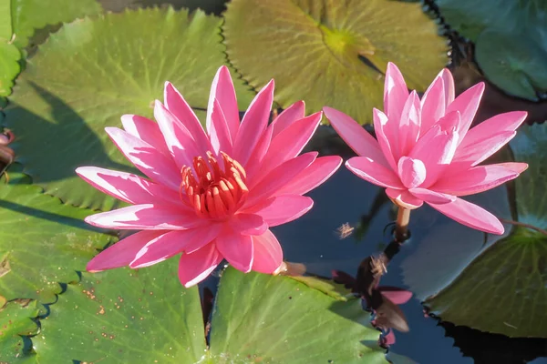 Квітка Лілії Лотоса Воді — стокове фото