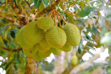 Meyve kralı, ağaçta asılı duran duranlar..