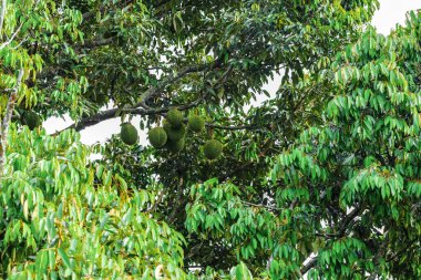 Meyve kralı, ağaçta asılı duran duranlar..