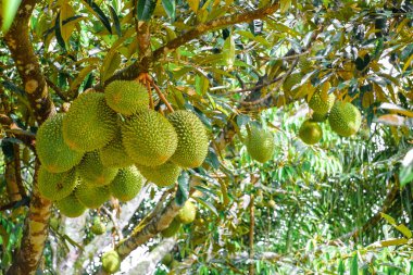 Meyve kralı, ağaçta asılı duran duranlar..