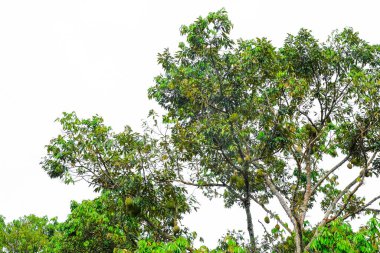 Meyve kralı, ağaçta asılı duran duranlar..