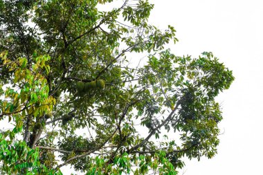 Meyve kralı, ağaçta asılı duran duranlar..