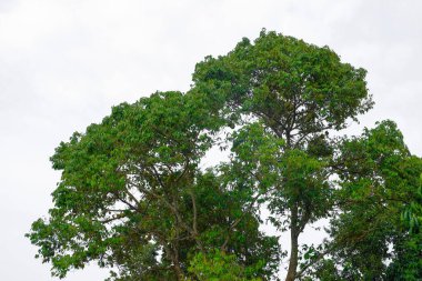 Meyve kralı, ağaçta asılı duran duranlar..