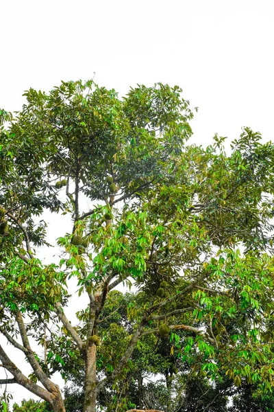 Rey Fruta Racimo Durians Colgando Árbol —  Fotos de Stock