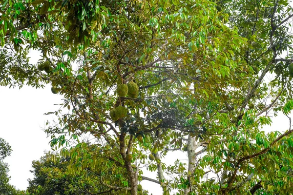 Rey Fruta Racimo Durians Colgando Árbol —  Fotos de Stock