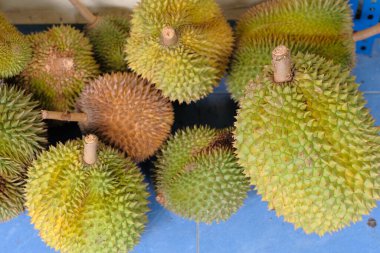 Taze Durian meyve kralı satışa hazır.