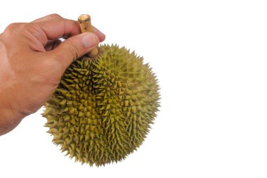 Eller taze Durian 'ı tutuyor. Meyve kralı. Beyaz arka planda izole edilmiş.