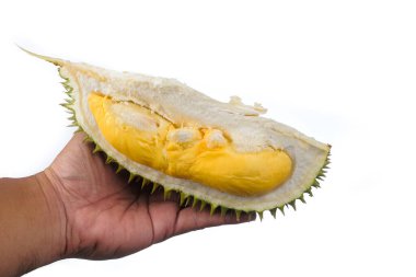 Eller taze kesilmiş Durian 'ı tutuyor. Meyve kralı, beyaz arka planda izole edilmiş.