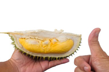 Eller taze kesilmiş Durian 'ı tutuyor. Meyve kralı, beyaz arka planda izole edilmiş.