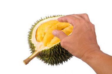 Eller taze kesilmiş Durian 'ı tutuyor. Meyve kralı, beyaz arka planda izole edilmiş.