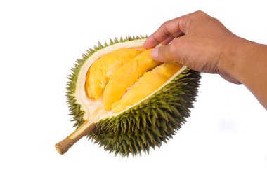 Eller taze kesilmiş Durian 'ı tutuyor. Meyve kralı, beyaz arka planda izole edilmiş.