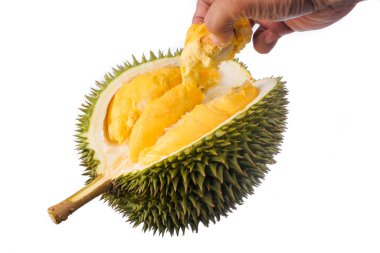 Eller taze kesilmiş Durian 'ı tutuyor. Meyve kralı, beyaz arka planda izole edilmiş.