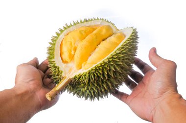 Eller taze kesilmiş Durian 'ı tutuyor. Meyve kralı, beyaz arka planda izole edilmiş.