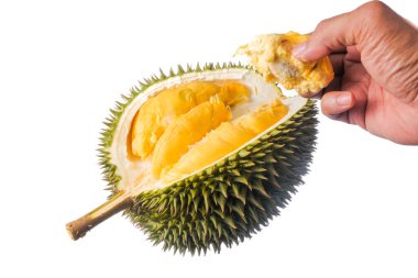 Eller taze kesilmiş Durian 'ı tutuyor. Meyve kralı, beyaz arka planda izole edilmiş.