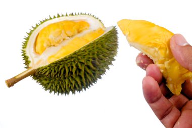 Eller taze kesilmiş Durian 'ı tutuyor. Meyve kralı, beyaz arka planda izole edilmiş.