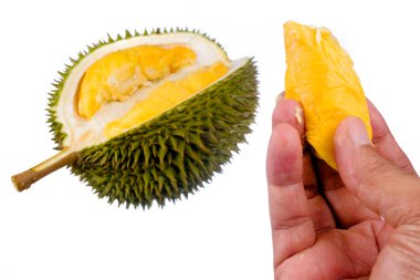 Eller taze kesilmiş Durian 'ı tutuyor. Meyve kralı, beyaz arka planda izole edilmiş.
