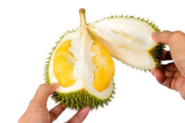 Eller taze kesilmiş Durian 'ı tutuyor. Meyve kralı, beyaz arka planda izole edilmiş.