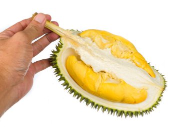Eller taze kesilmiş Durian 'ı tutuyor. Meyve kralı, beyaz arka planda izole edilmiş.