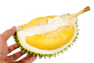 Eller taze kesilmiş Durian 'ı tutuyor. Meyve kralı, beyaz arka planda izole edilmiş.