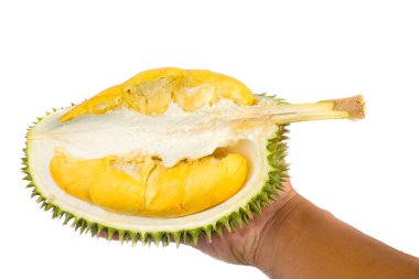 Eller taze kesilmiş Durian 'ı tutuyor. Meyve kralı, beyaz arka planda izole edilmiş.