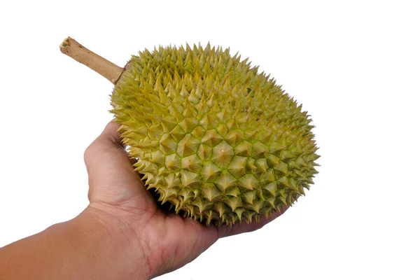 Hands Holding Fresh Durian Which King Fruit Isolated White Background — Stock Photo, Image