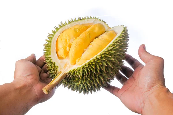 Eller taze kesilmiş Durian 'ı tutuyor. Meyve kralı, beyaz arka planda izole edilmiş.