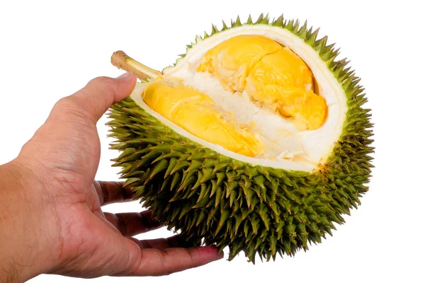 Hands Holding Fresh Cut Durian Which King Fruit Isolated White — Stock Photo, Image