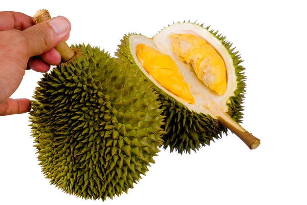 Hands Holding Fresh Cut Durian Which King Fruit Isolated White — Stock Photo, Image